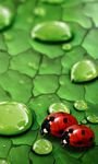 pic for Lady Bugs  wp7